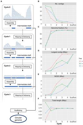 Revealing within-species diversity in uncultured human gut bacteria with single-cell long-read sequencing